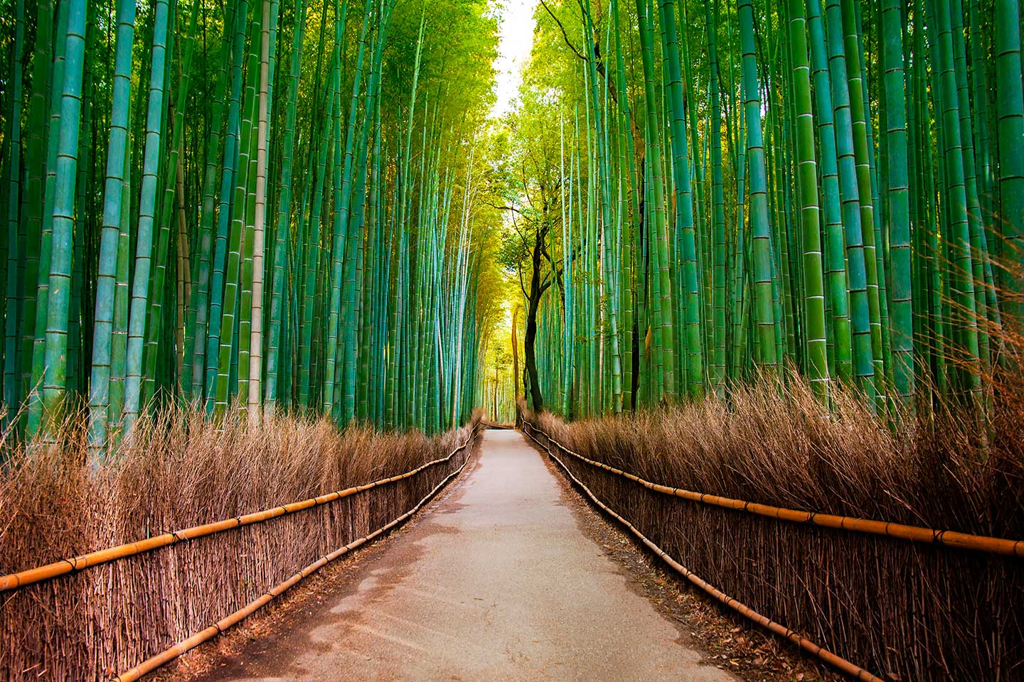 WOW! Vuela a París y Japón desde 261€ trayecto